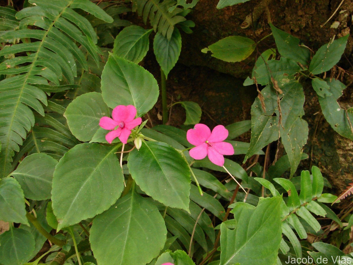 Impatiens walleriana Hook.f.